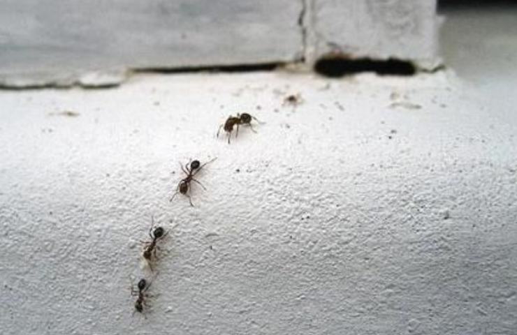 Rimedio casalingo formiche