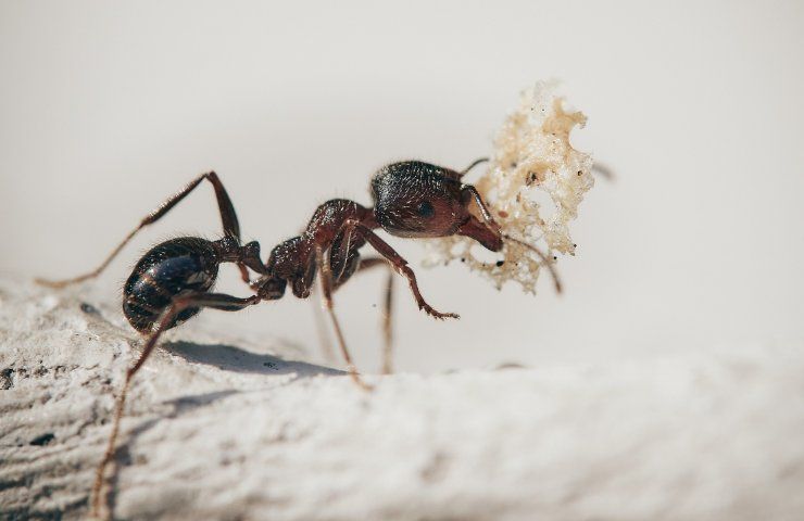 Rimedio tappi formiche