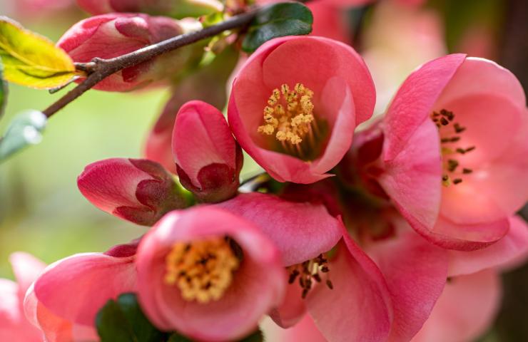 Riprodurre begonia costo zero