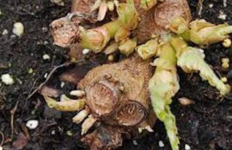 riprodurre pianta begonia