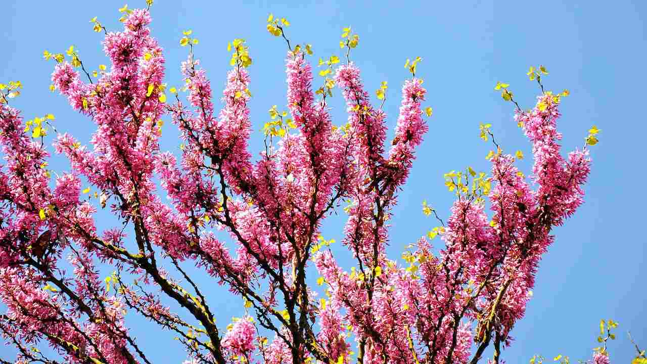 albero Giuda siliquastro