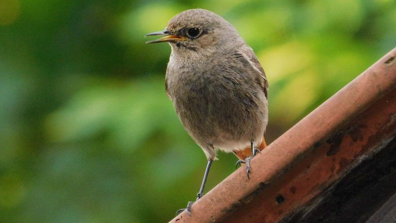 uccellini vasi piante allontanarli