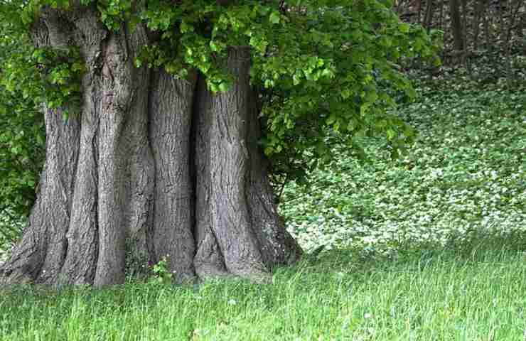 alberi immortali