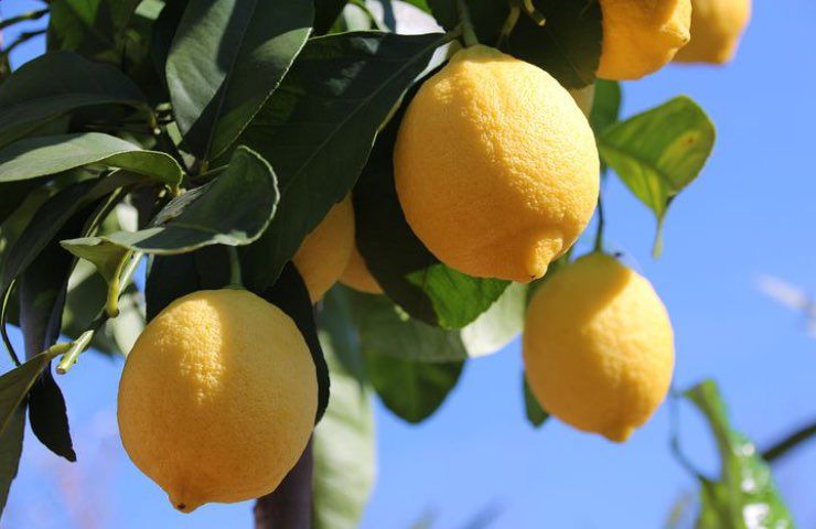 albero limi fertilizzante