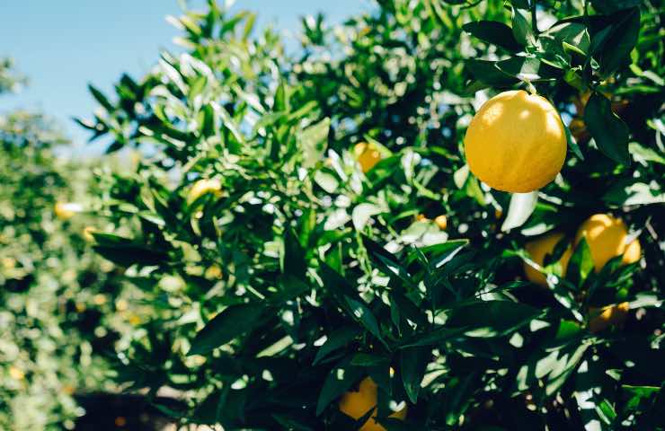 albero limoni coltivazione