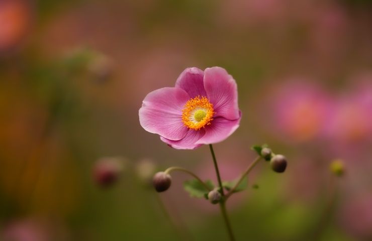 Anemone rosa fiore vento