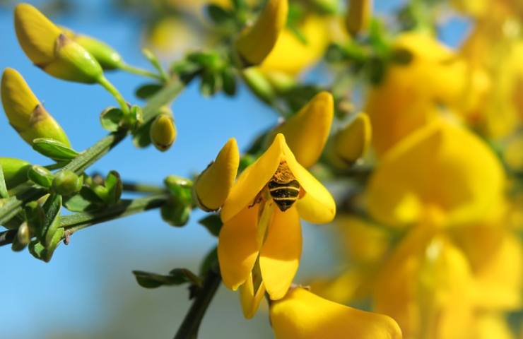 ginestra fiore