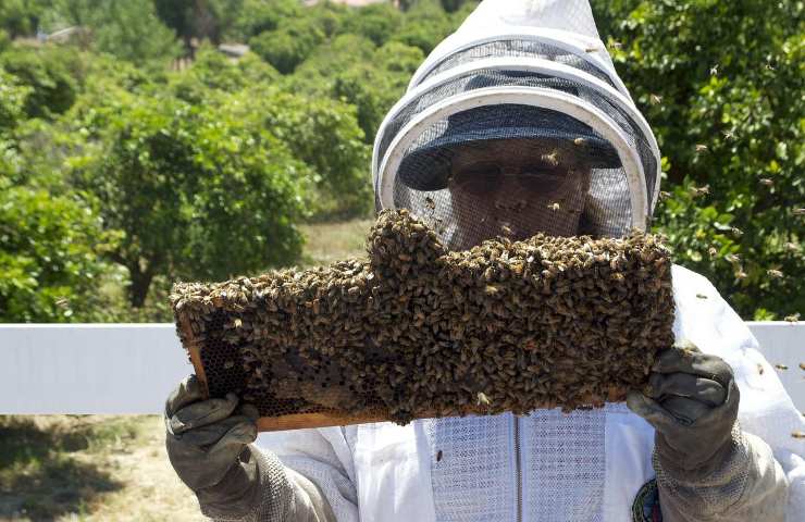 Animale letale apicoltore