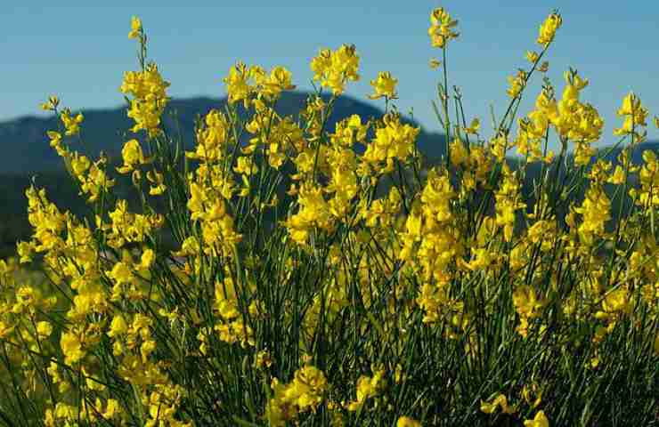 arbusti ginestra