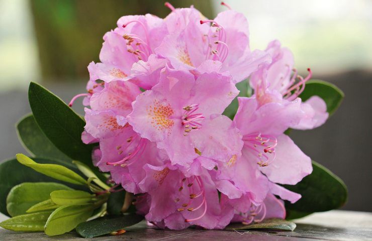 azalea rosa giardinaggio