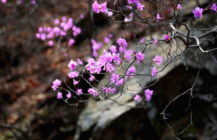 Azalea viola giardinaggio