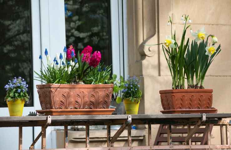 primavera piante fiori consigli