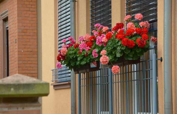 fiori balconi