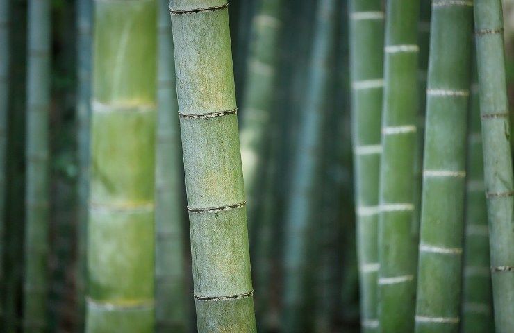 Bamboo bioedilizia canneto