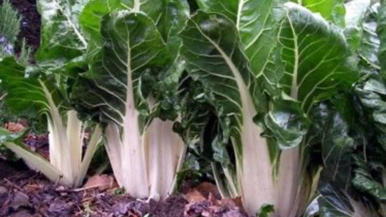 bietola costa pianta proprietà