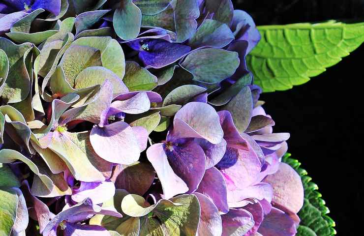 cambiare tonalità ortensia azzurra