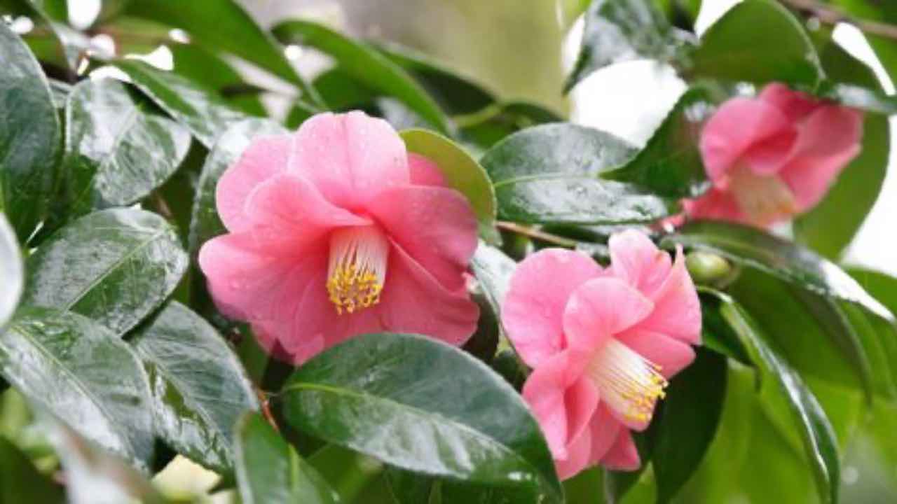 camelia fiore cura