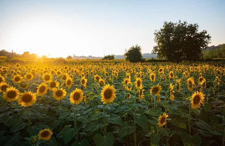 girasoli campo