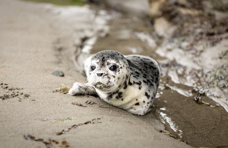foca sabbia acqua strage