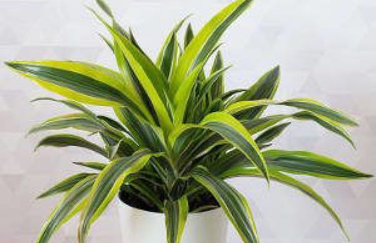 dracena fragrans purificatrice