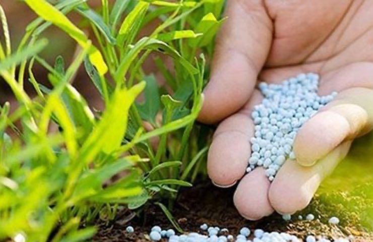 sale urea fertilizzante