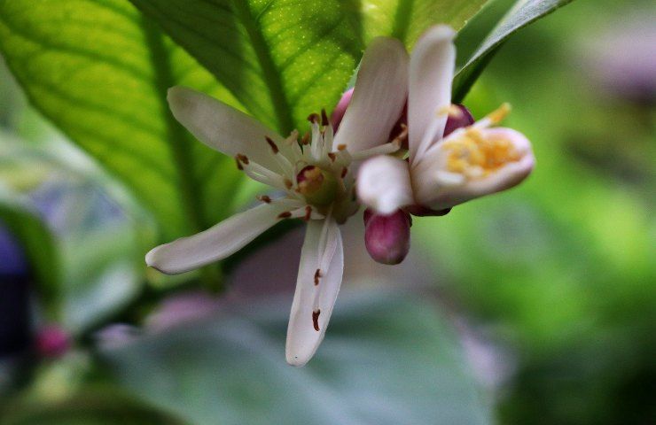 Limone frutti fiori