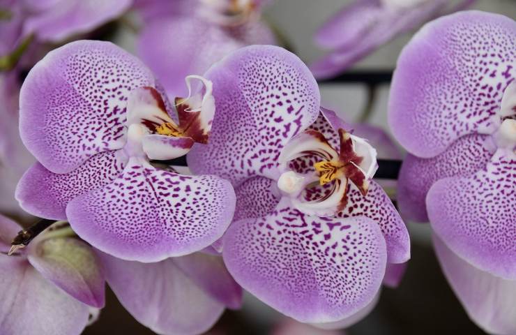Orchidea lilla stelo potatura