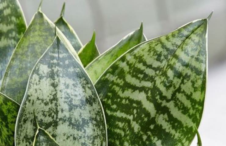 foglie verdi sanseviera moltiplicazione