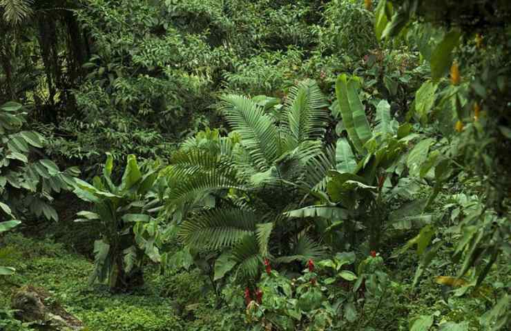 perche coltivazione danneggia foresta tropicale