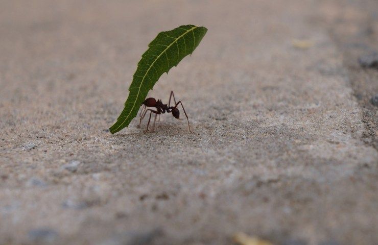 Giardino spezia formica 