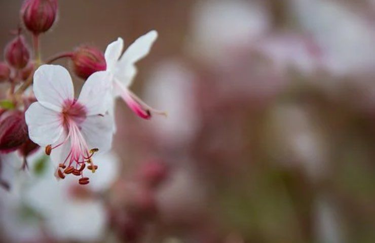 geranio fiore bianco moltiplicazione
