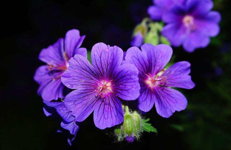 geranio petali viole moltiplicazione