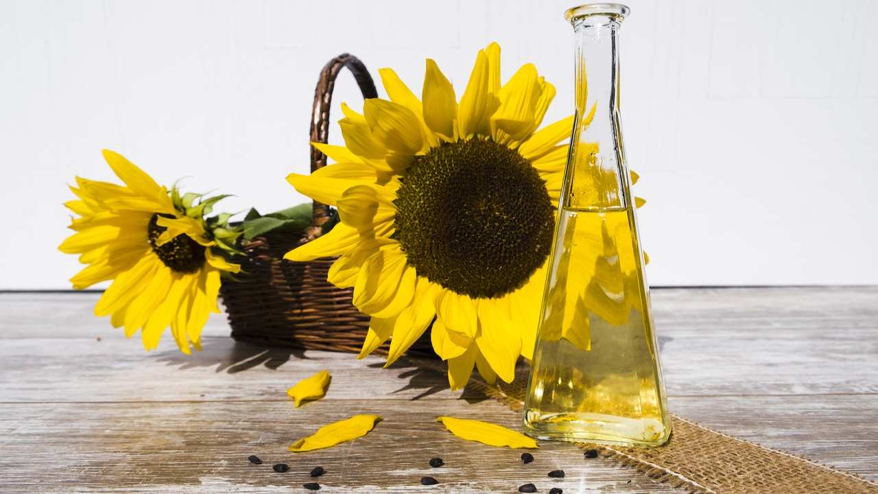girasoli olio metodo casa