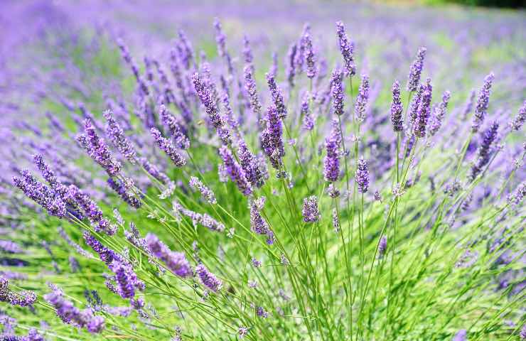 lavanda benefici