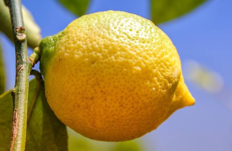 frutto limone