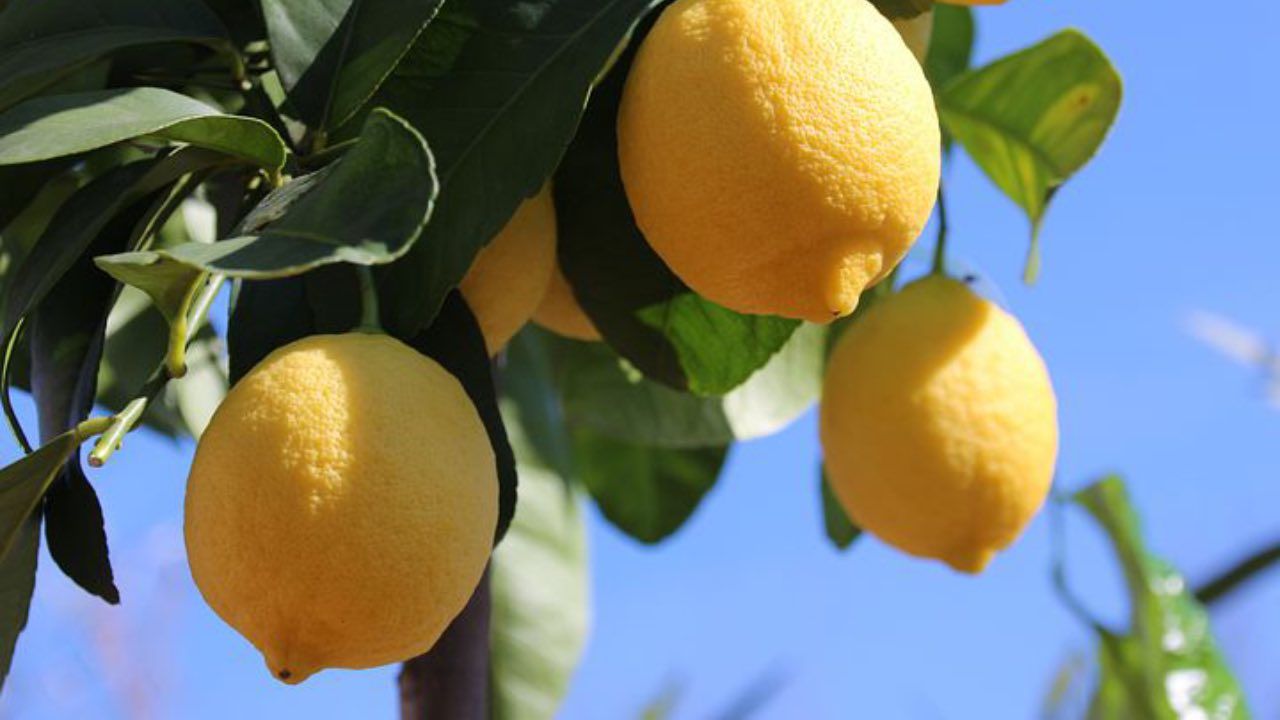 limoni foglie fertilizzante