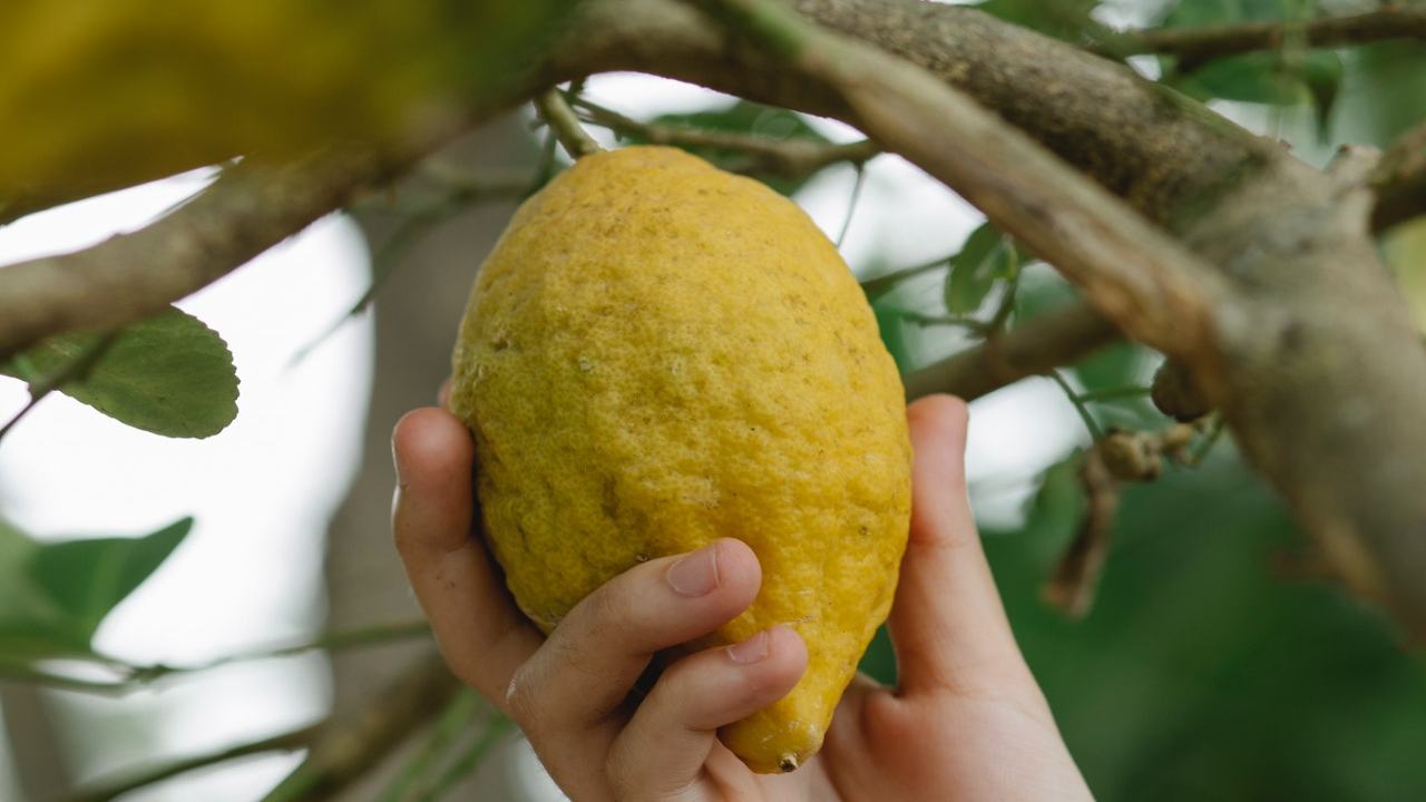 limone succoso metodi