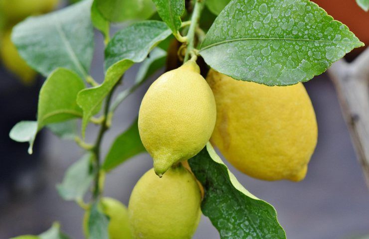 Limone frutti gialli