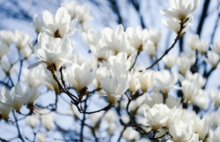 fiori magnolia fiori bianchi