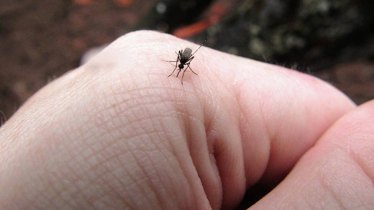 zanzare addio naturalmente