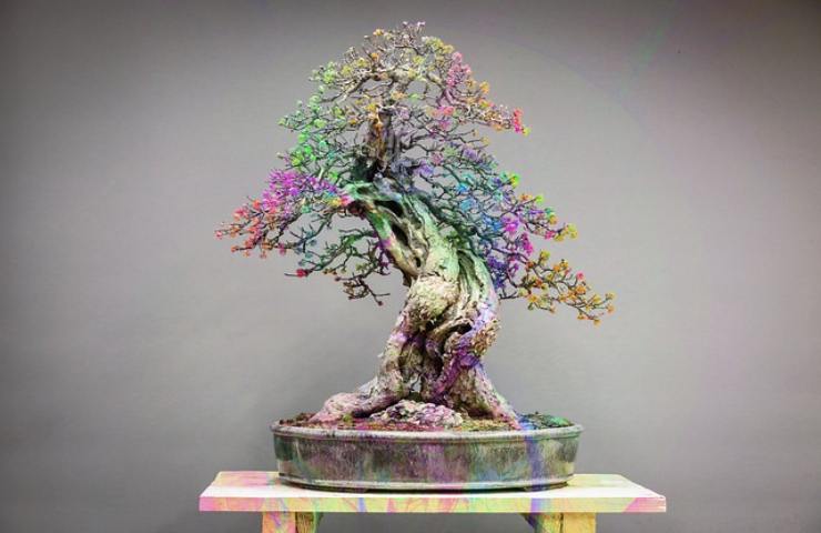 bonsai multicolor