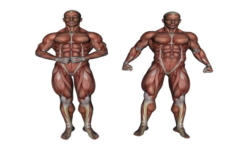 muscoli corpo umano