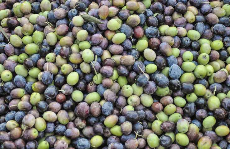 Ulivo piantare olive