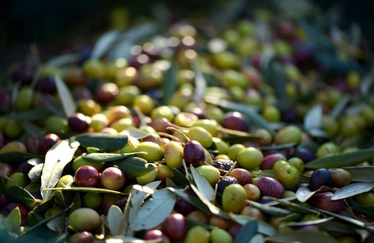 Ulivo forte raccolta olive