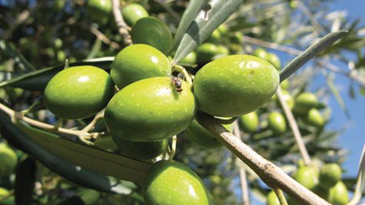 olive insetto allontanamento