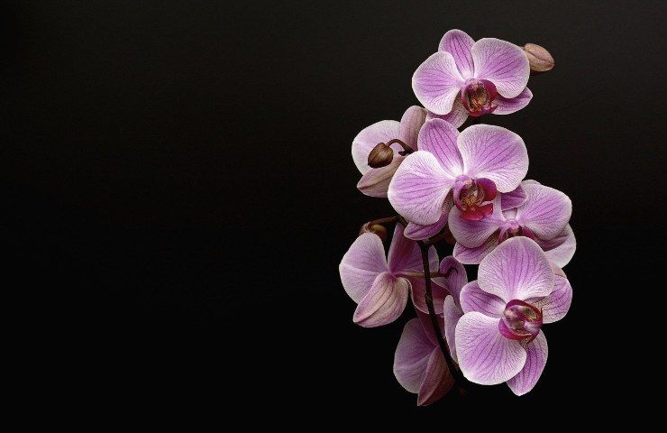 Orchidea rosa fiori