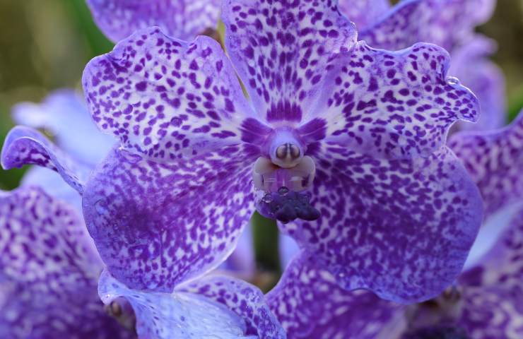 Orchidea lilla casa coltivazione