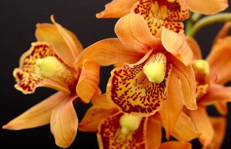 fiori arancioni orchidee