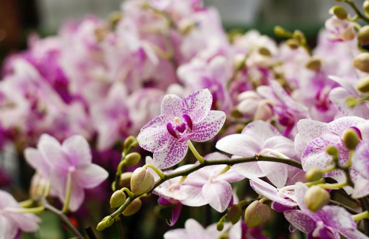 orchidea bianca viola posizione