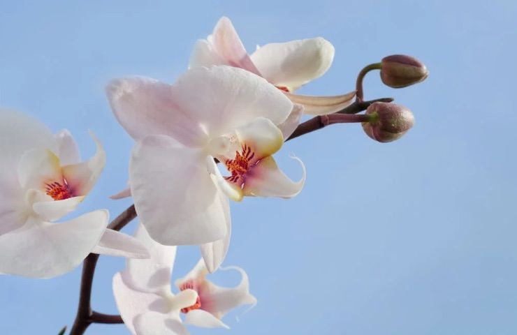 fiore orchidea bianca rimedio